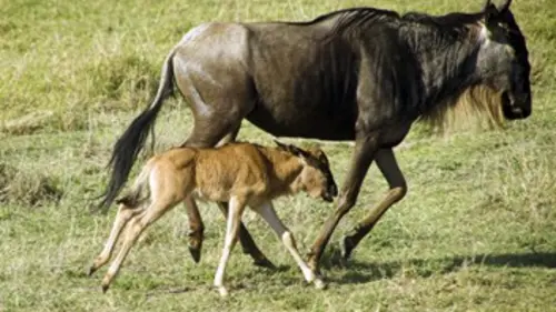 Chroniques de l'Afrique sauvage E07 La grande migration