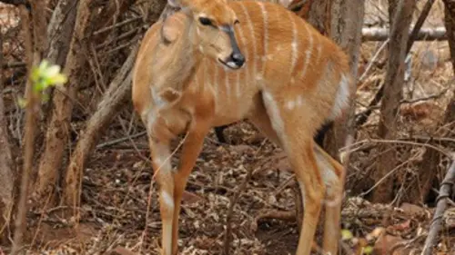 Chroniques de l'Afrique sauvage E17 La naissance de Tinga