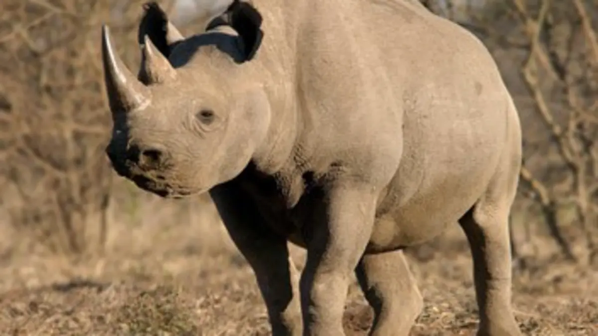 Chroniques de l'Afrique sauvage E01 Mères courage