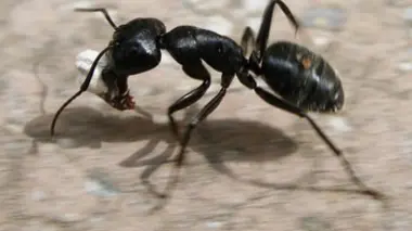 La guerre des insectes