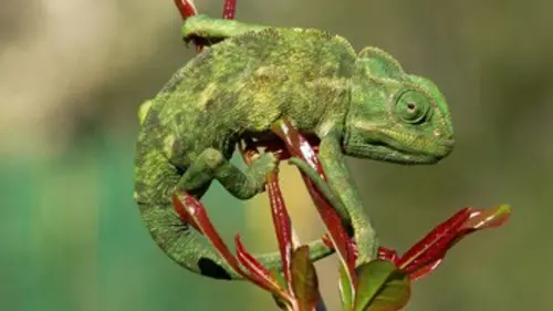 Chroniques de l'Afrique sauvage