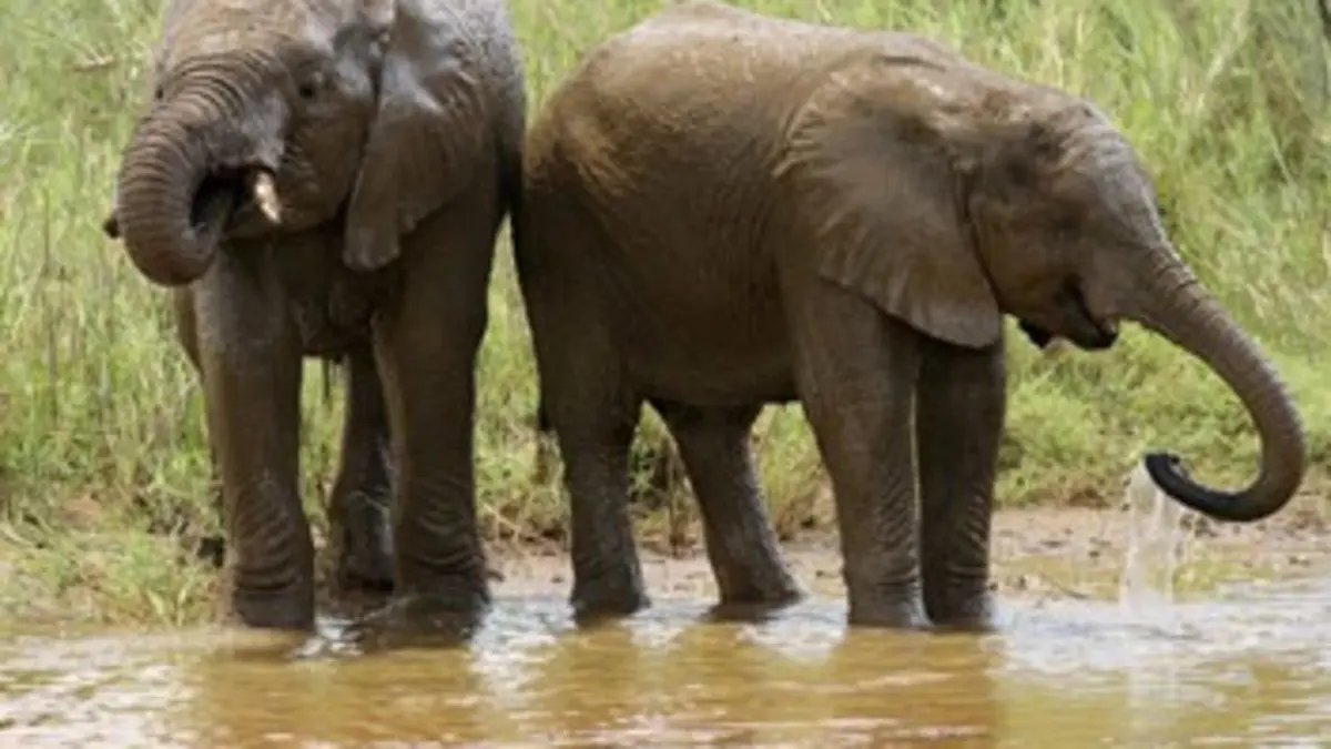 Chroniques de l'Afrique sauvage E11 L'incendie