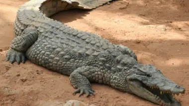 Le mercure et le caïman