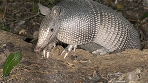Chroniques de l'Amazonie sauvage E08 Les princes des prairies