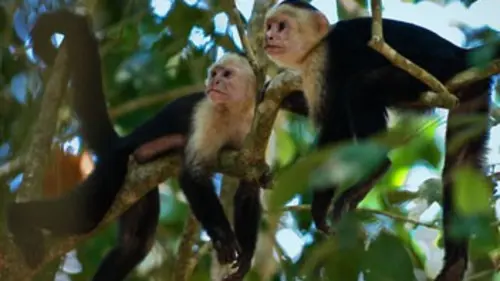 Chroniques de l'Amazonie sauvage E10 L'orpheline