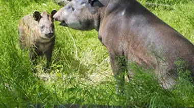 L'apprentissage de Witsimi