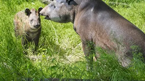 Chroniques de l'Amazonie sauvage E02 L'apprentissage de Witsimi