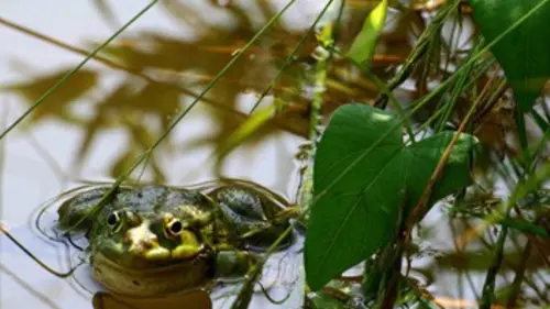 Chroniques de l'Amazonie sauvage E12 La survivante