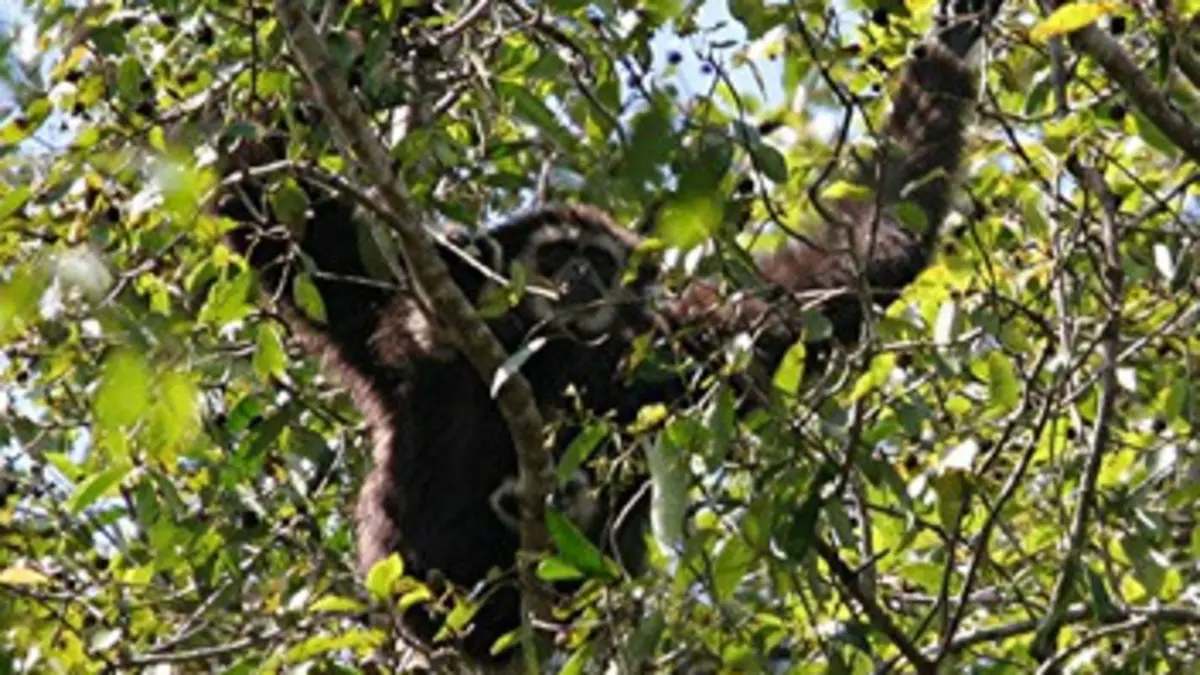 Chroniques de l'Amazonie sauvage E13 Une mère héroïque