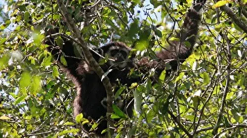 Chroniques de l'Amazonie sauvage E13 Une mère héroïque