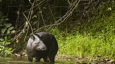 La nuit des tapirs