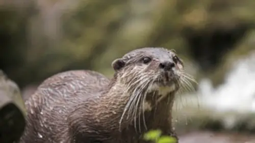 Chroniques de l'Amazonie sauvage E18 Une vie de loutre