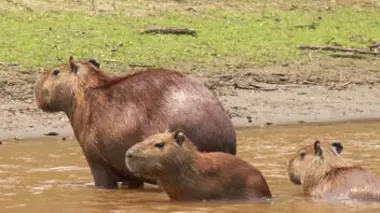 La pêche miraculeuse