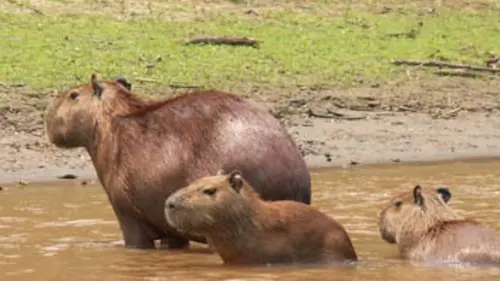 Chroniques de l'Amazonie sauvage E17 Le triomphe des eaux