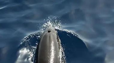 Le dauphin qui voulait mourir