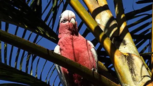 Chroniques de l'Amazonie sauvage E24 L'océan vert