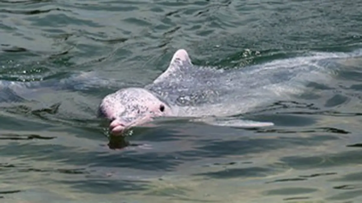 Chroniques de l'Amazonie sauvage E21 Bora