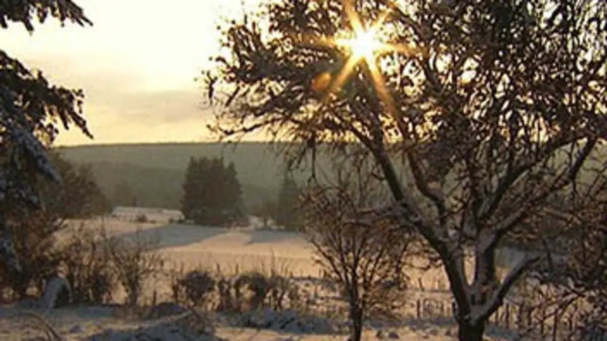 Chroniques de la forêt