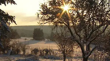 Les quatre saisons de la forêt : été