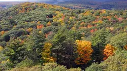 Visuel de Chroniques de la forêt : les quatre saisons de la forêt