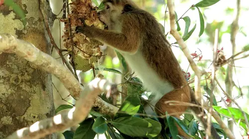 Chroniques de macaques à toque