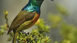 Visuel de Chroniques du printemps