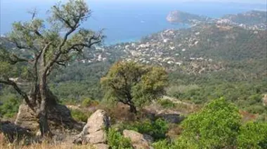 Découverte : le train de la Côte Bleue