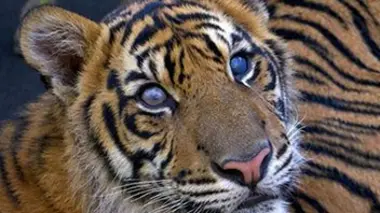 Naissance chez les tigres