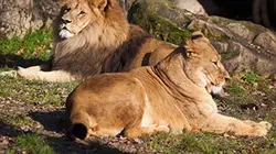Visuel de Chroniques du zoo de Londres