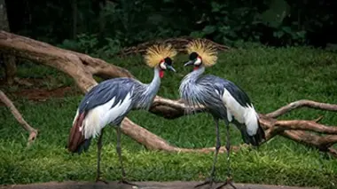 Reproduction sous haute surveillance