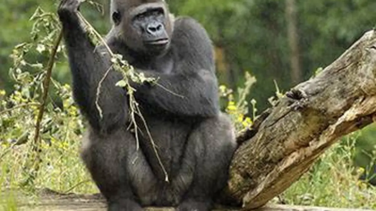 Chroniques du zoo de Londres S03E00 Un nouveau pensionnaire