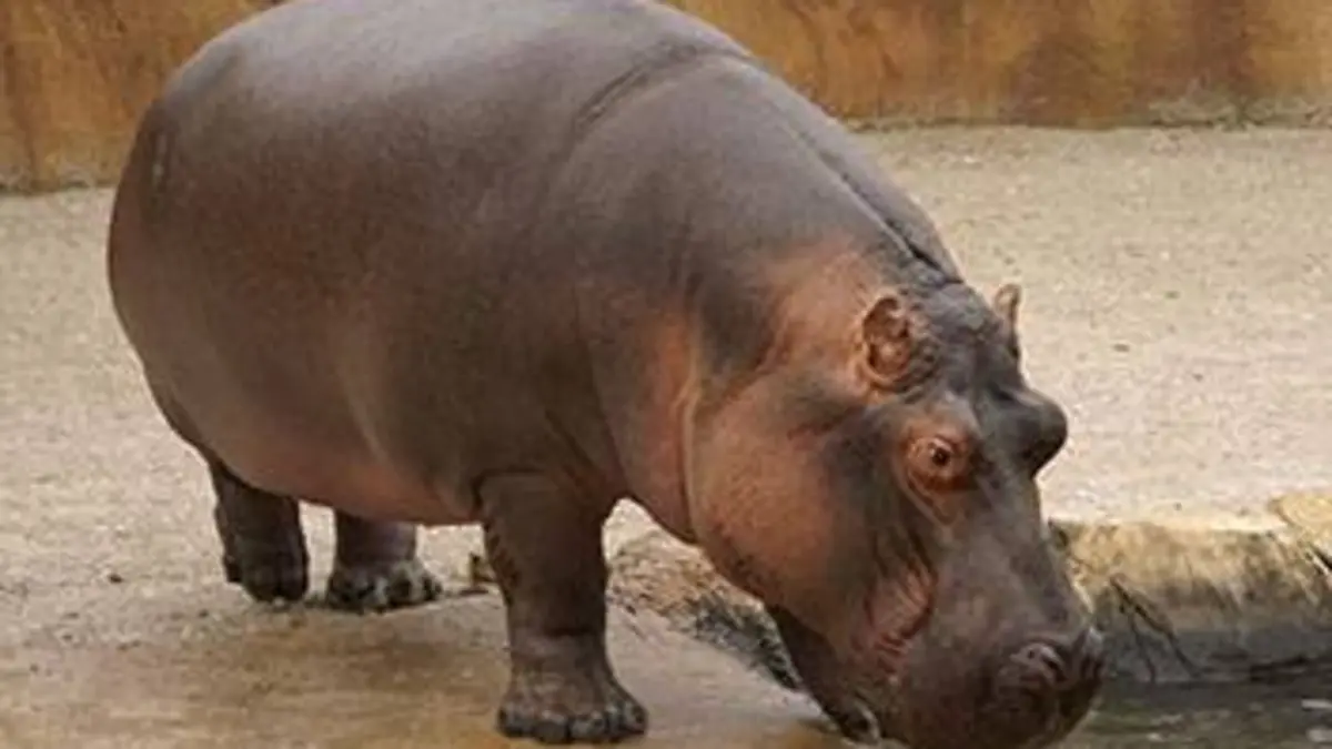 Chroniques du zoo de Londres S03E00 Au chevet des animaux