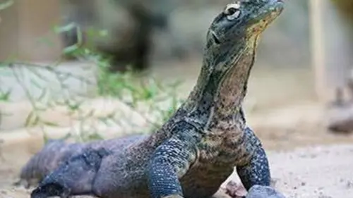 Chroniques du zoo de Londres S01E02 Les dragons de Komodo