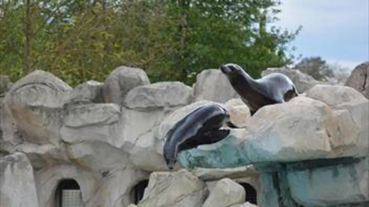 Chroniques du zoo de Londres S02E00 Le retour des otaries