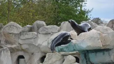 Le retour des otaries