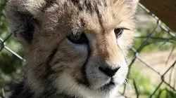 Visuel de Chroniques félines