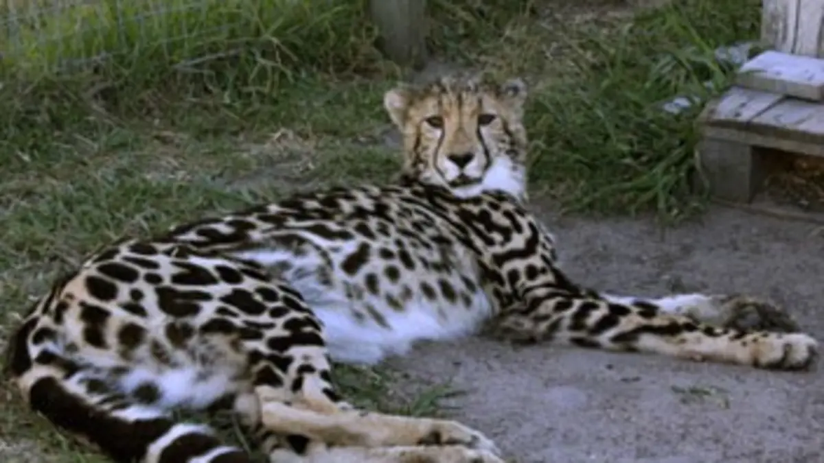 Chroniques félines S01E07