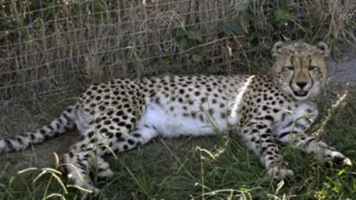 Chroniques félines S01E09