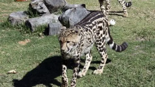 Chroniques félines S01E10