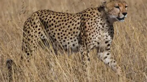 Casting Chroniques félines S03E02