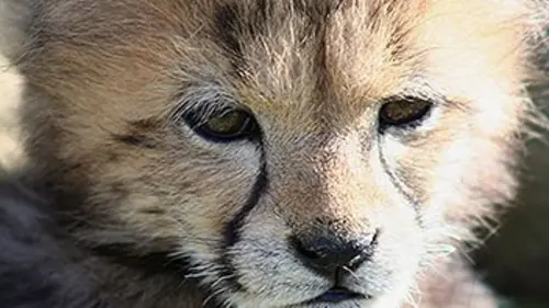 Chroniques félines S02E08