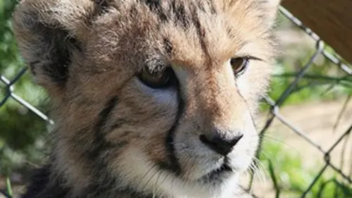 Chroniques félines S02E04