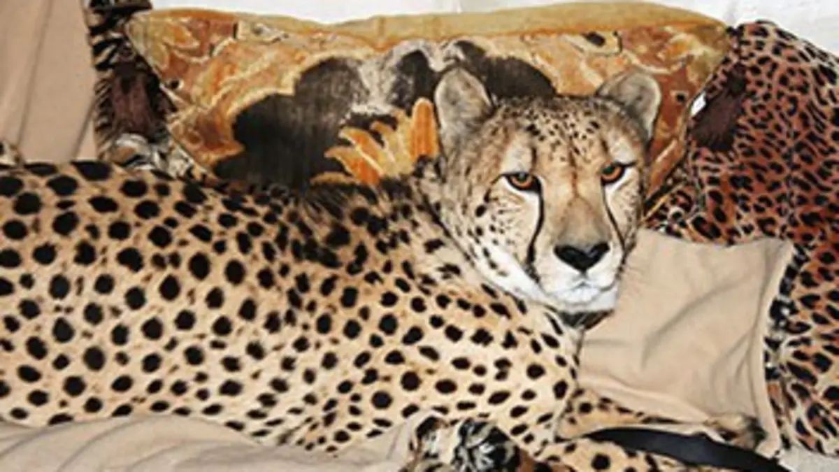 Chroniques félines E13