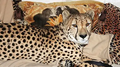 Chroniques félines E12