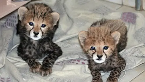 Chroniques félines S02E02