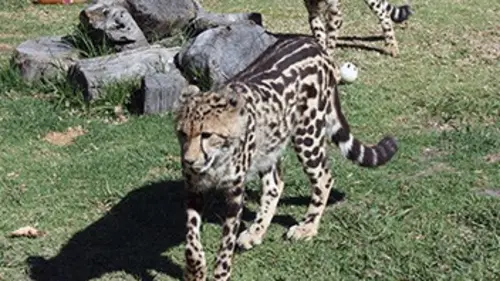 Chroniques félines S02E11