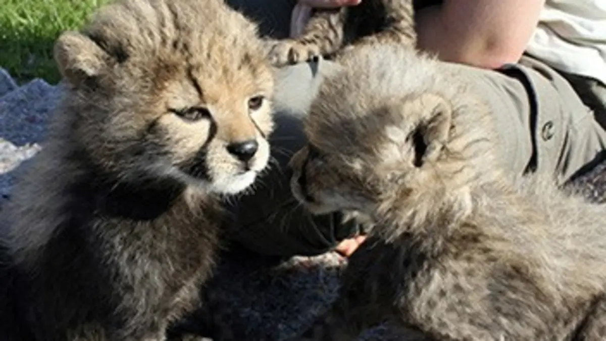 Chroniques félines S01E04