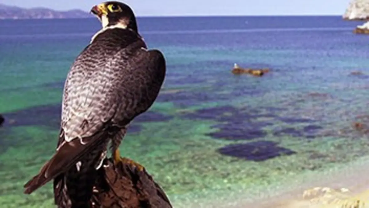 Chroniques sauvages E01 Retour aux sources