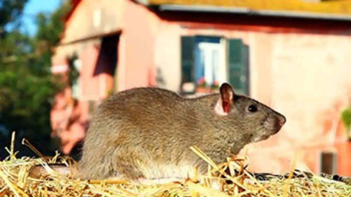 Chroniques sauvages E02 Une journée à la ferme