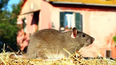Une journée à la ferme
